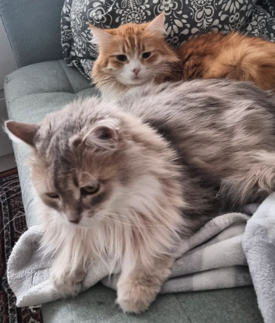 Sibirisk katt Gryphon Mr. Spock